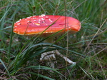 FZ020111 Fly Agaric (Amanita muscaria) mushroom.jpg